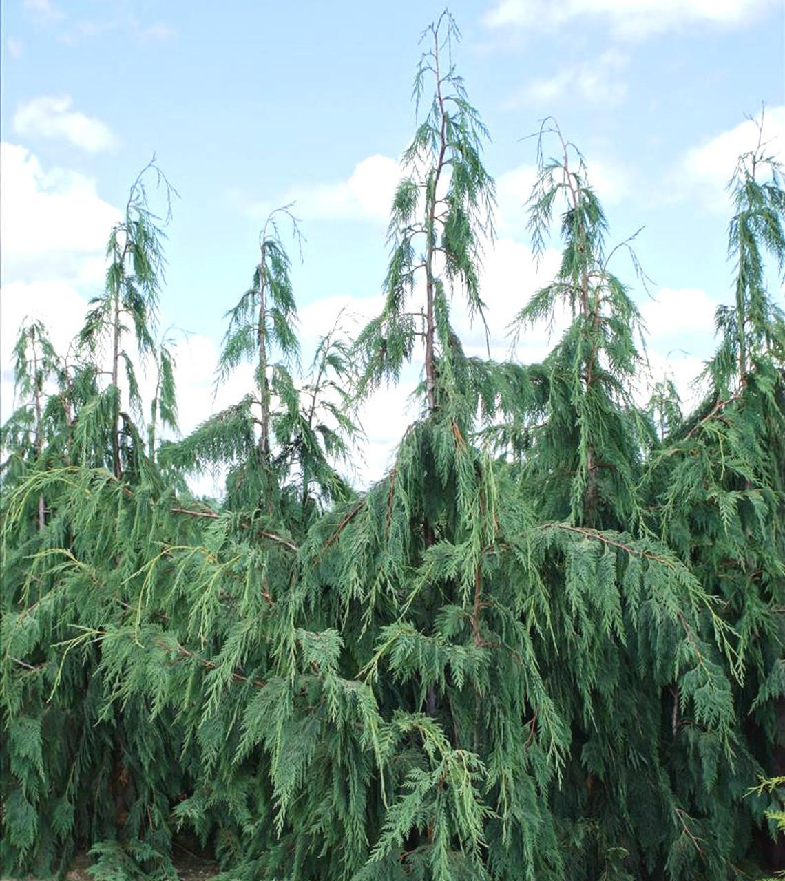 Chamaecyparis Nootkatensis Glauca Pendula - View 4 from www redcrocus com