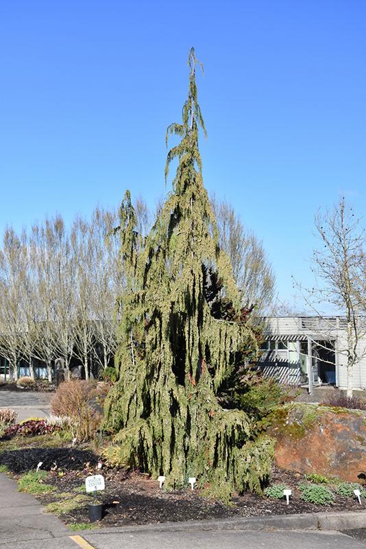 Chamaecyparis Nootkatensis Glauca Pendula - View 6 from www redcrocus com