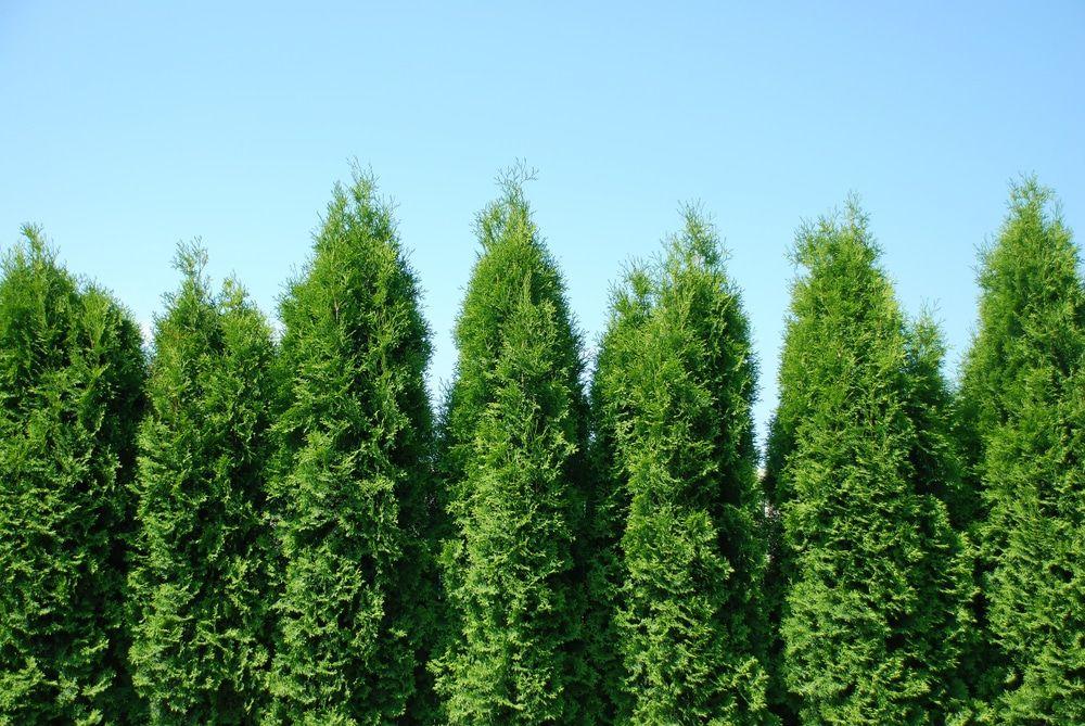Thuja Plicata Green Giant - View 13 from www redcrocus com