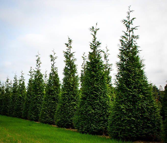 Thuja Plicata Green Giant - View 16 from www redcrocus com