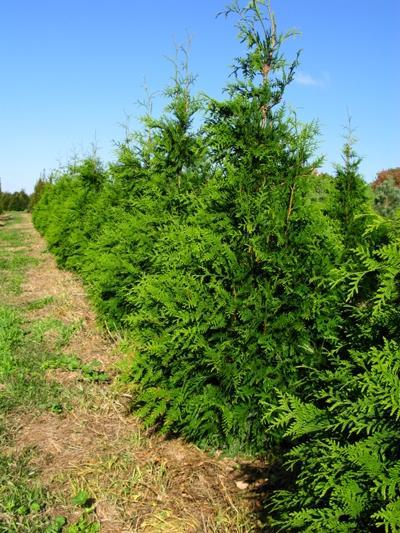 Thuja Plicata Green Giant - View 19 from www redcrocus com