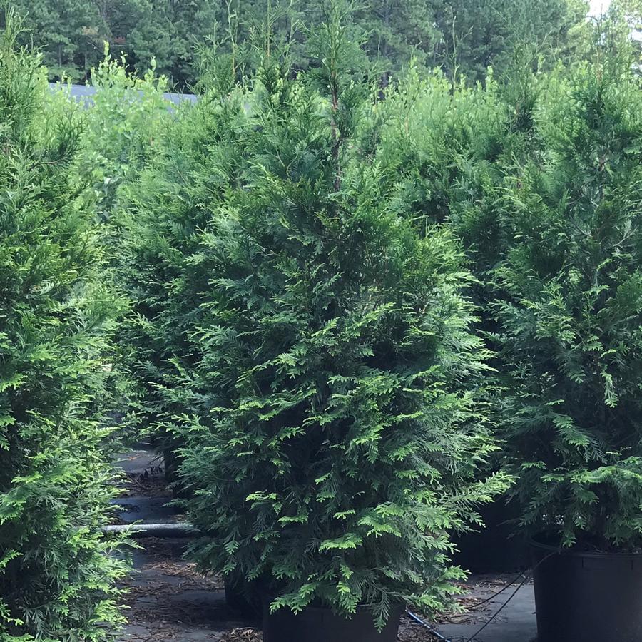 Thuja Plicata Green Giant - View 1 from www redcrocus com