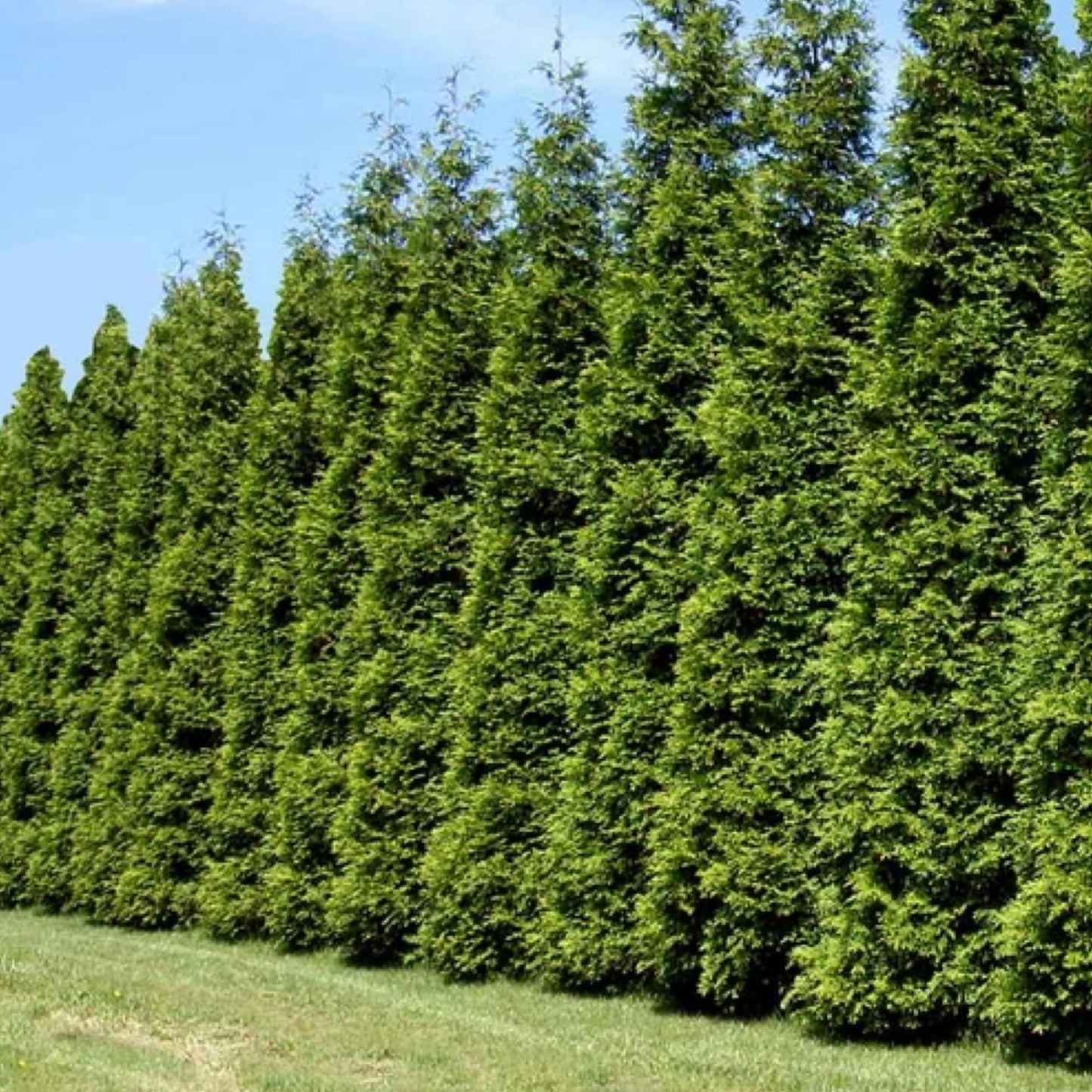Thuja Plicata Green Giant - View 2 from www redcrocus com