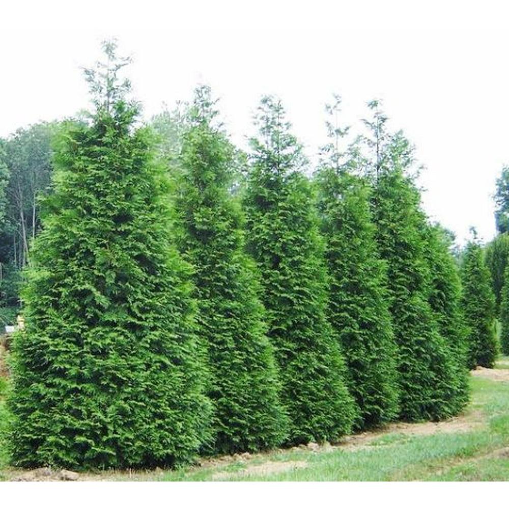 Thuja Plicata Green Giant - View 3 from www redcrocus com