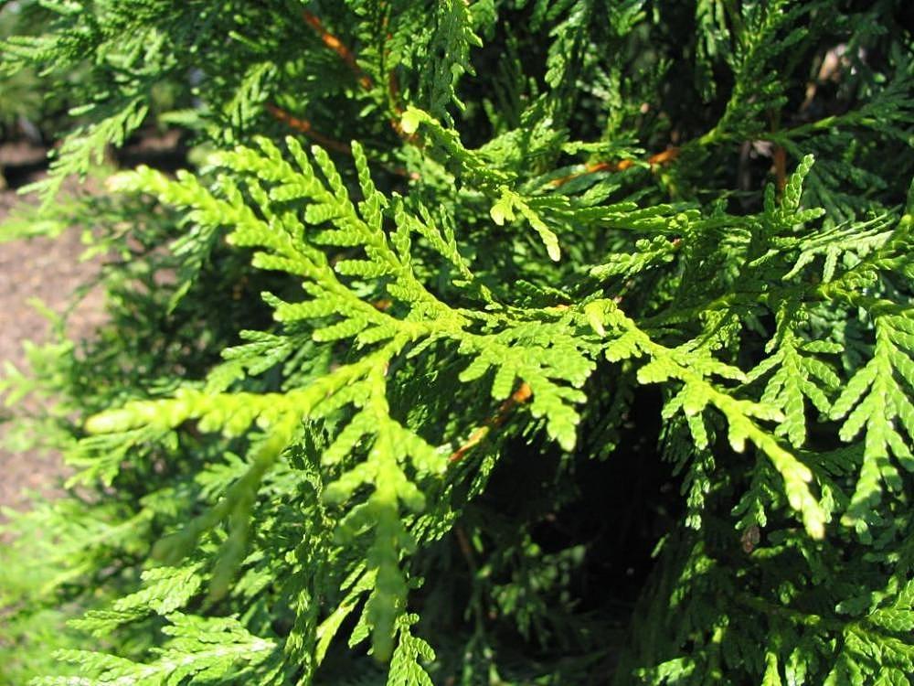 Thuja Plicata Green Giant - View 4 from www redcrocus com