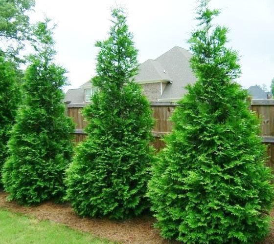 Thuja Plicata Green Giant - View 5 from www redcrocus com
