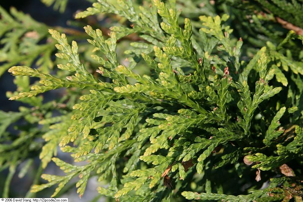 Thuja Plicata Green Giant - View 6 from www redcrocus com