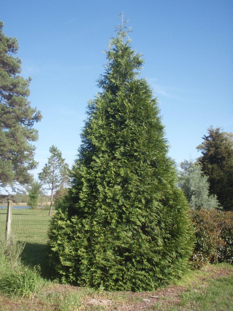 Thuja Plicata Green Giant - View 8 from www redcrocus com