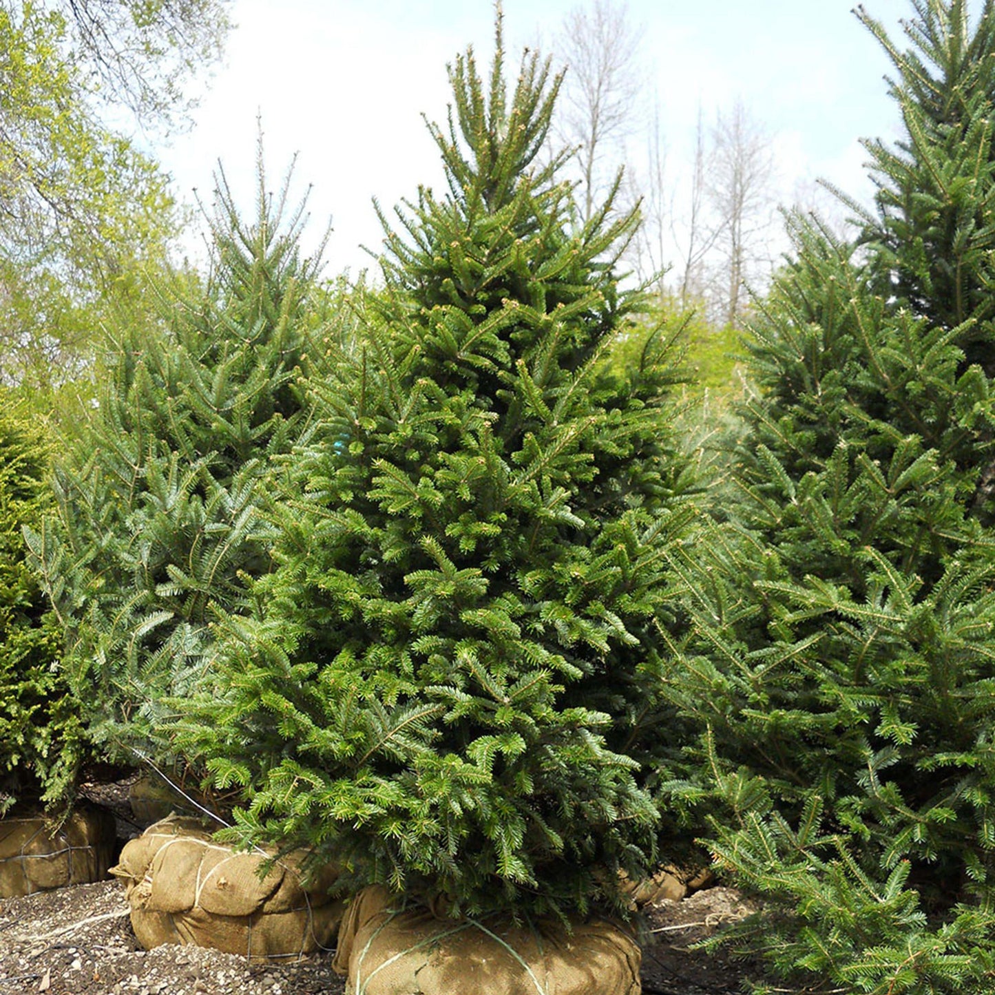 Abies Balsamea - View 14 from www redcrocus com