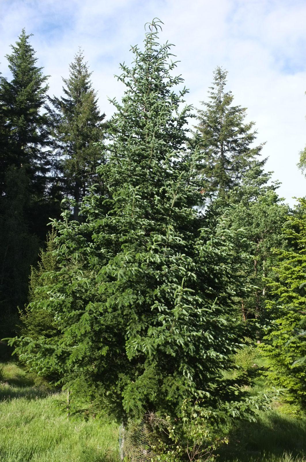 Abies Balsamea - View 17 from www redcrocus com