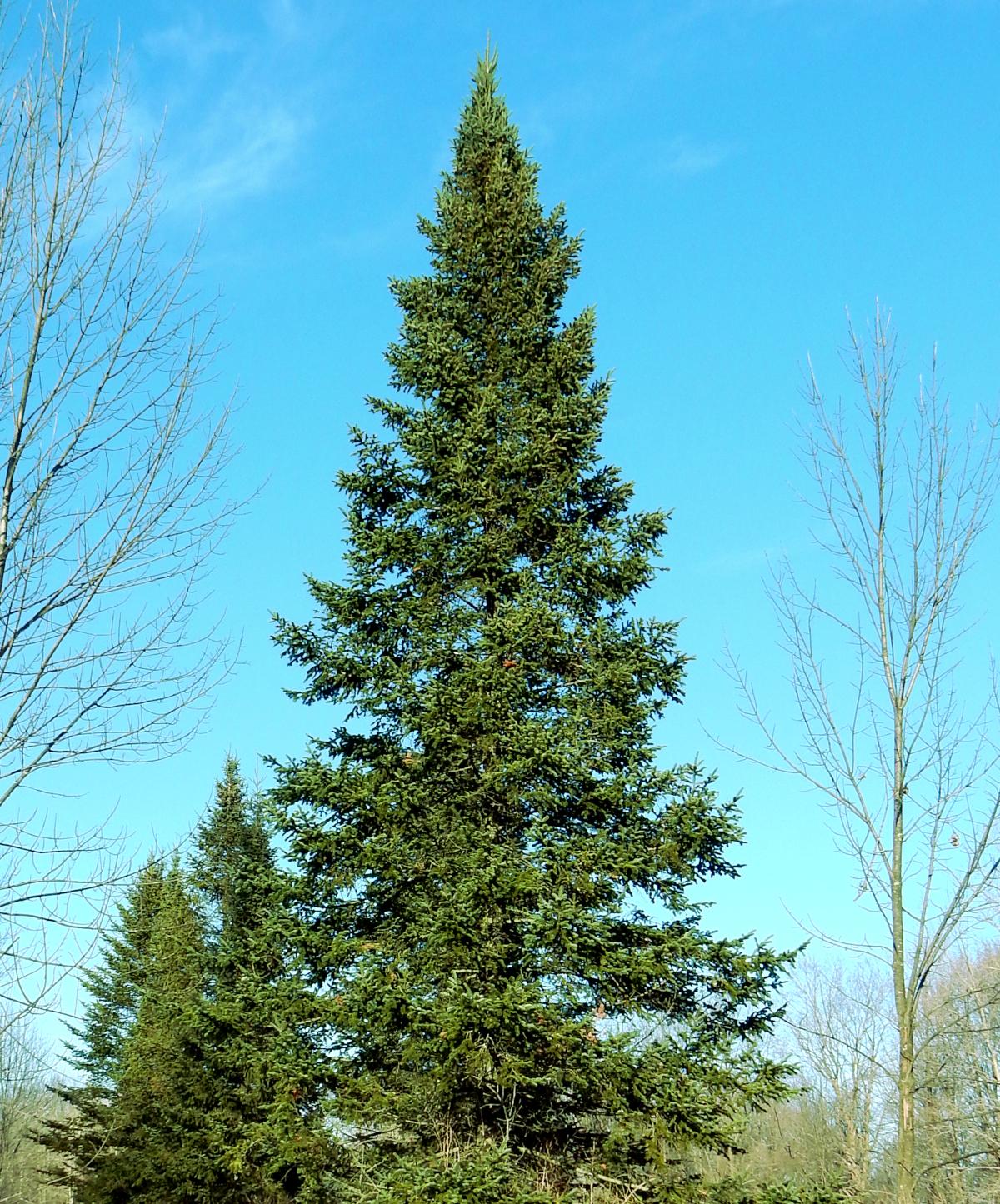 Abies Balsamea - View 18 from www redcrocus com