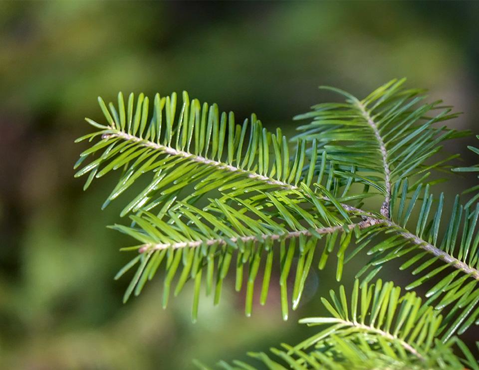 Abies Balsamea - View 19 from www redcrocus com