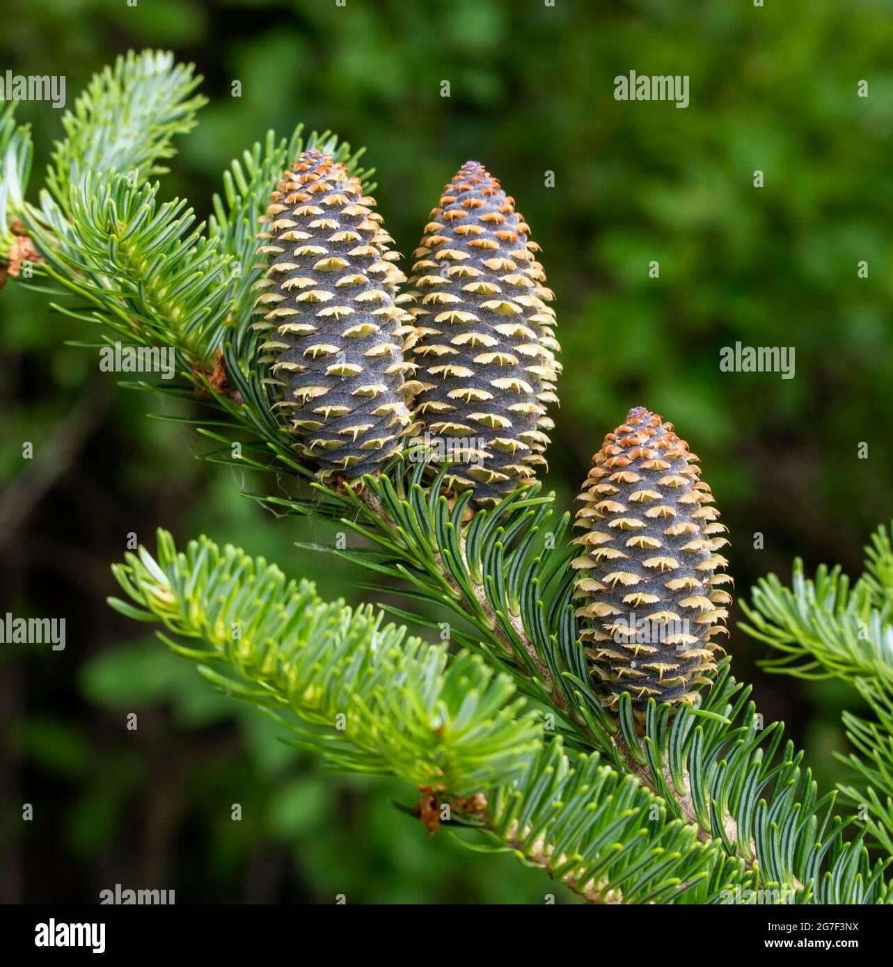 Abies Balsamea - View 21 from www redcrocus com