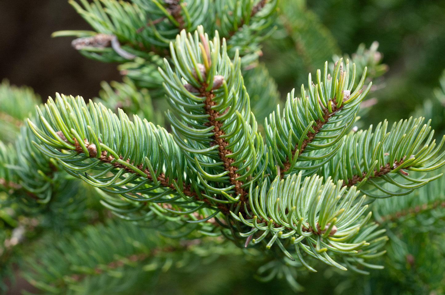 Abies Balsamea - View 3 from www redcrocus com