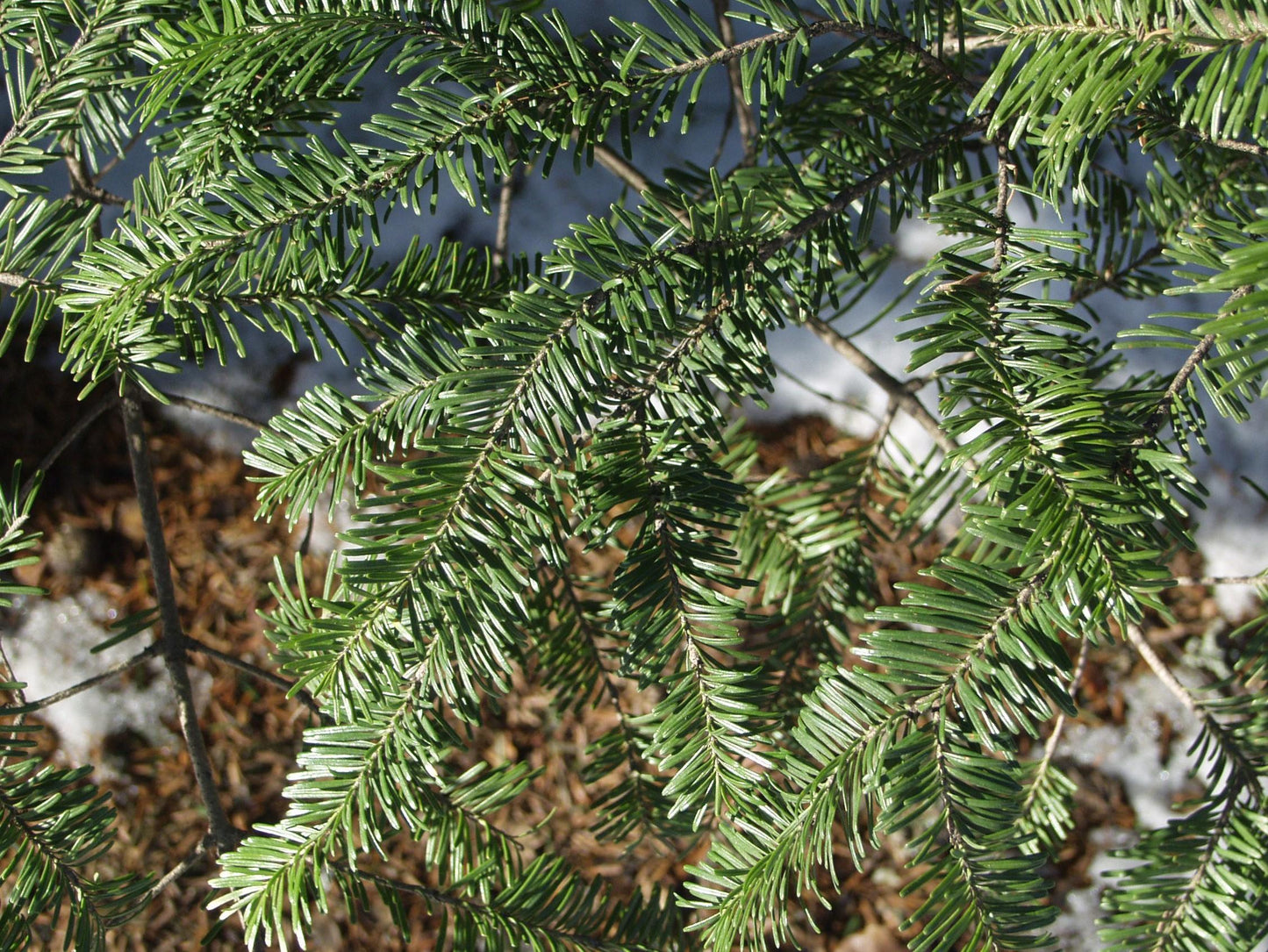 Abies Balsamea - View 6 from www redcrocus com