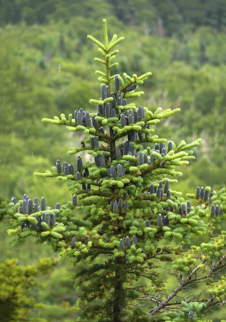 Abies Balsamea - View 10 from www redcrocus com