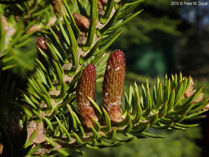 Abies Balsamea - View 13 from www redcrocus com