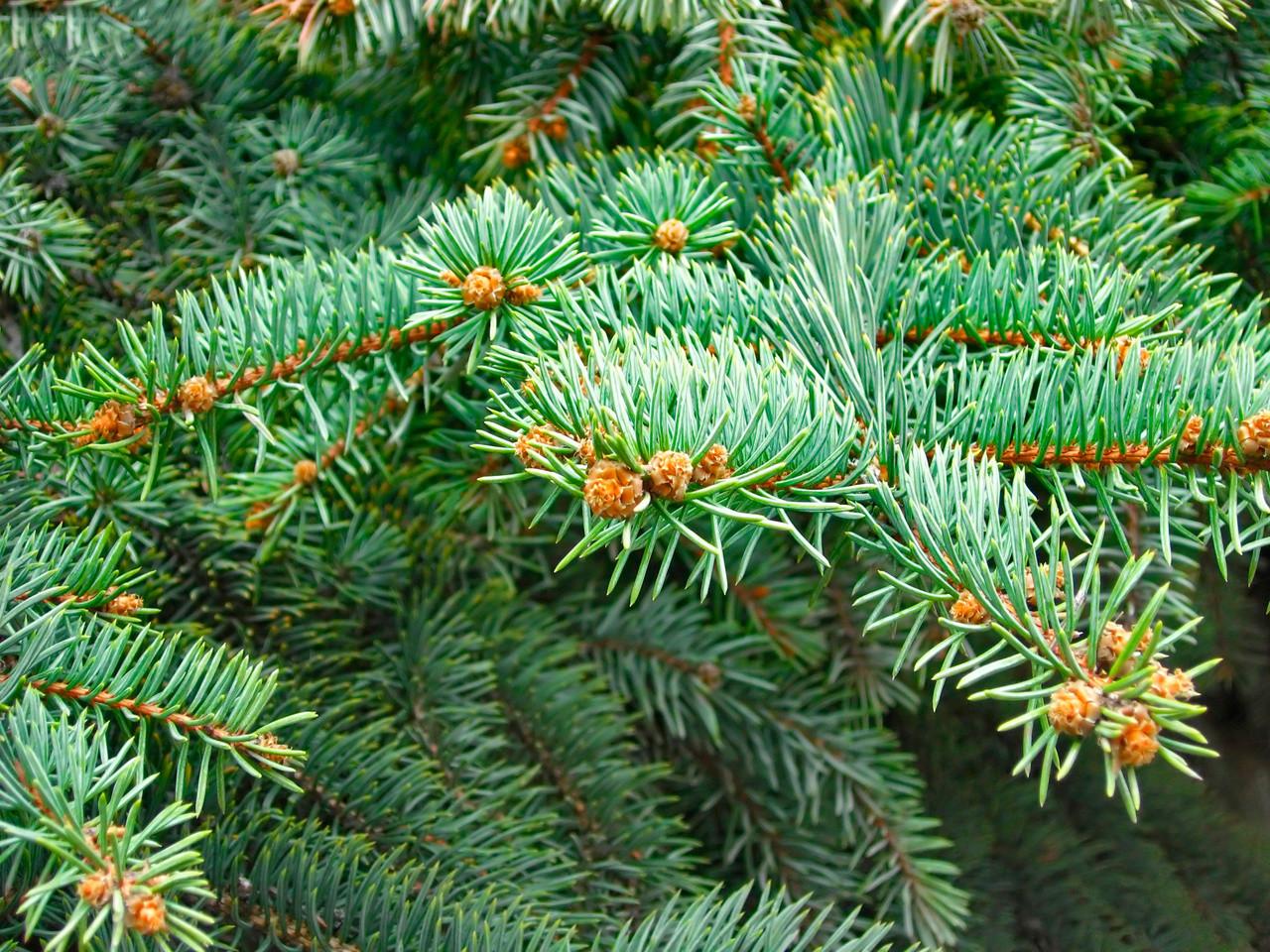 Abies Balsamea - View 14 from www redcrocus com
