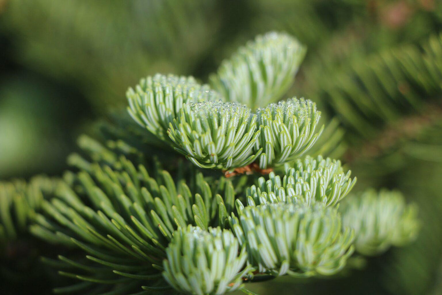 Abies Balsamea - View 19 from www redcrocus com