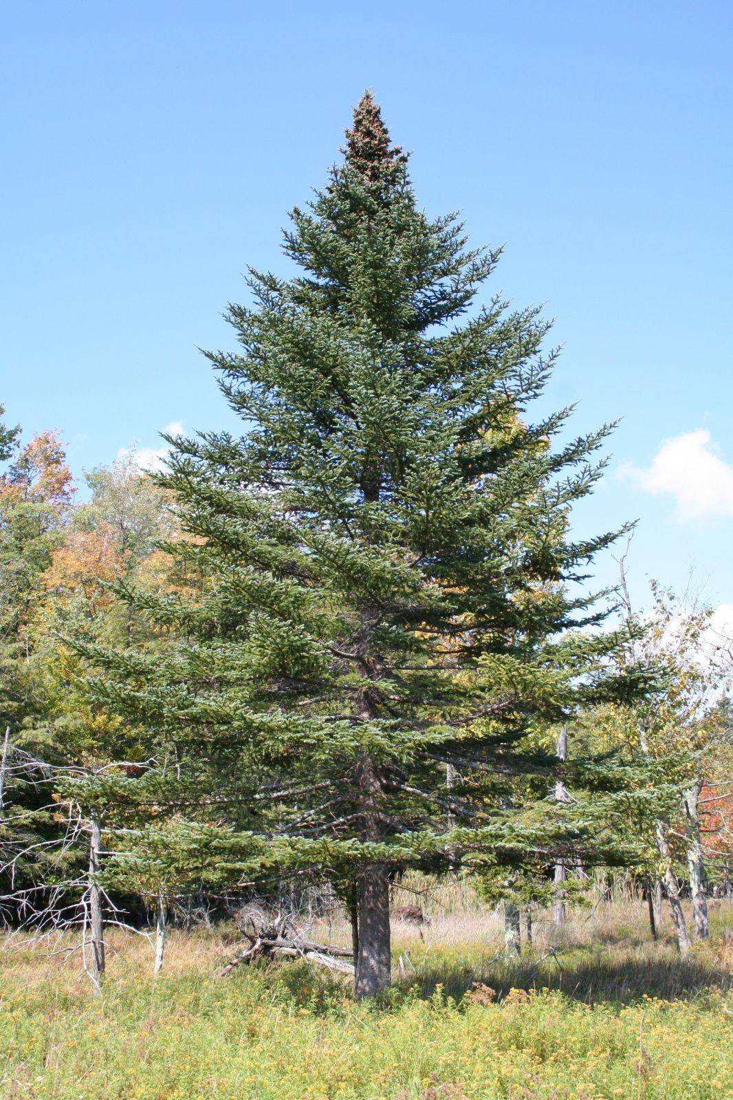 Abies Balsamea - View 3 from www redcrocus com