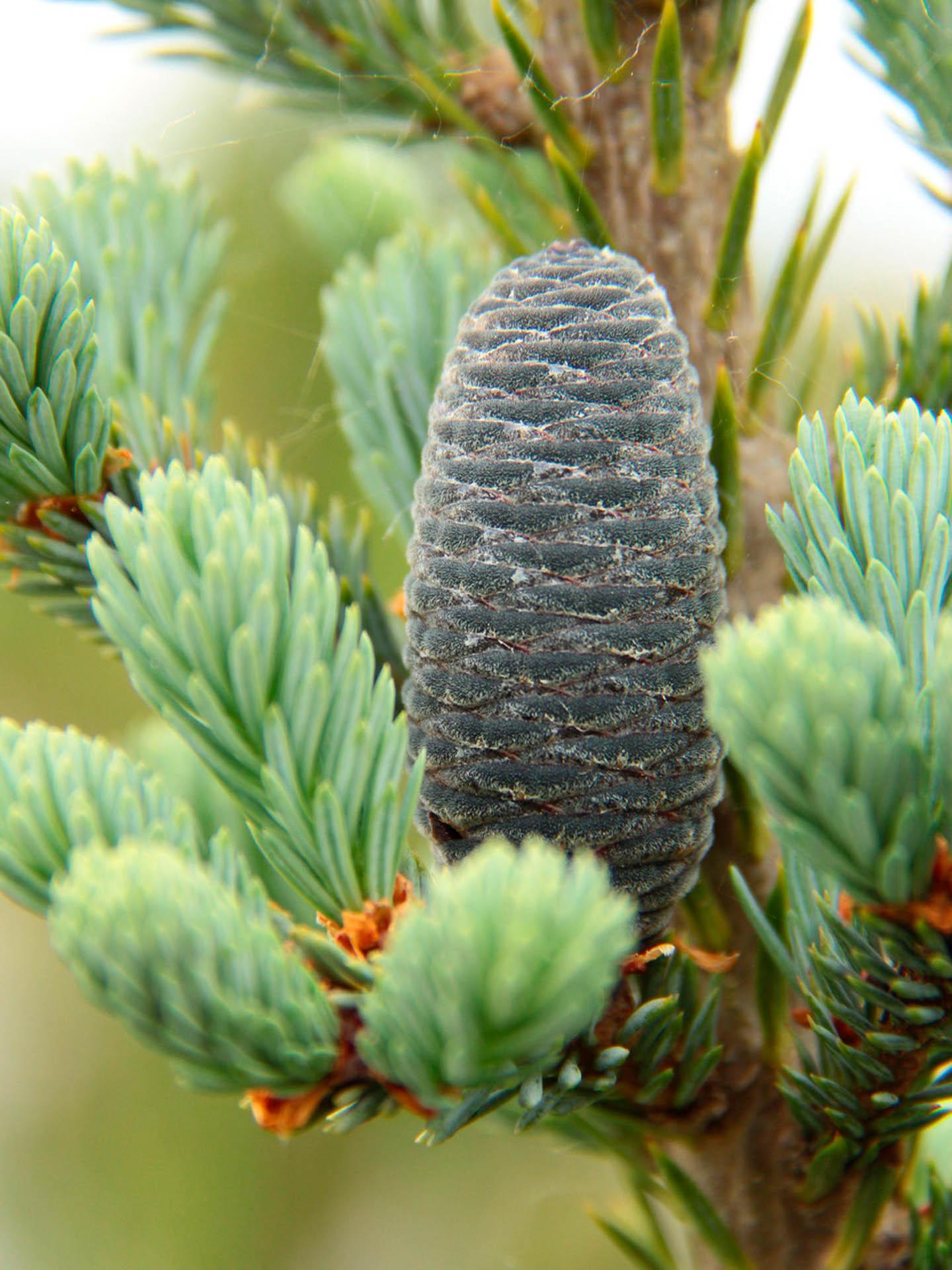 Abies Balsamea - View 7 from www redcrocus com