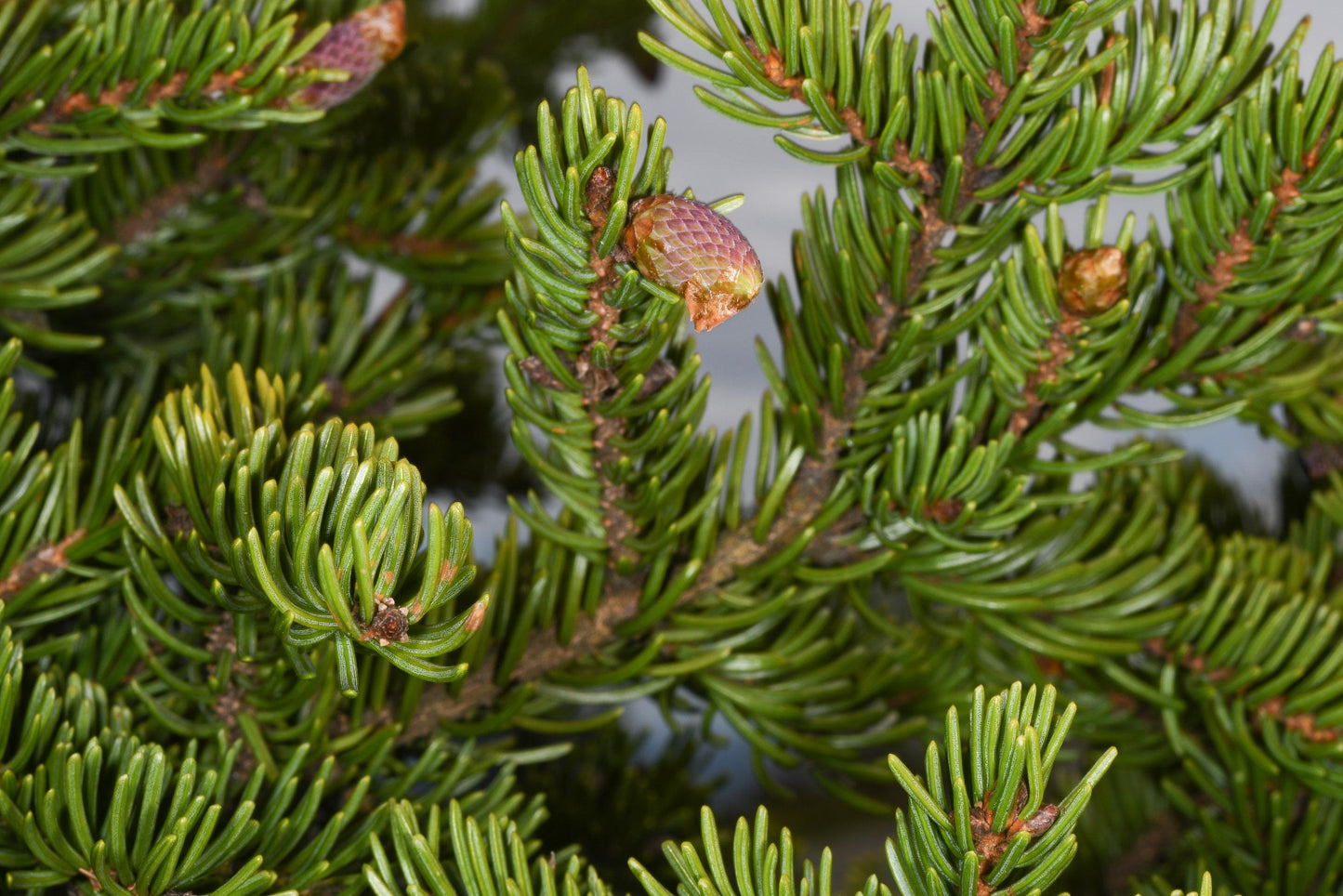 Abies Balsamea - View 8 from www redcrocus com