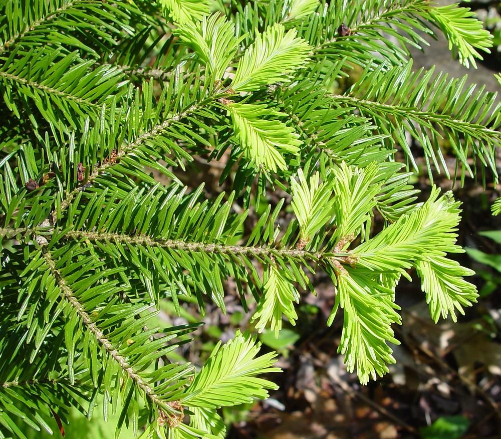 Abies Balsamea - View 9 from www redcrocus com