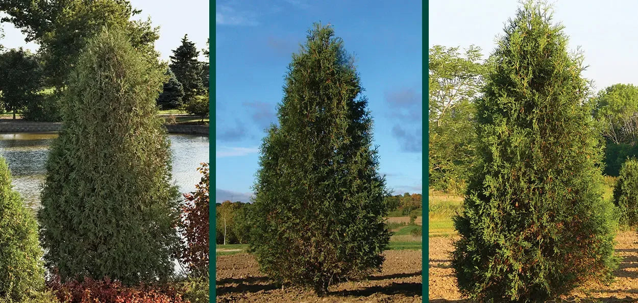 Thuja Occidentalis 'techny' - View 11 from www redcrocus com