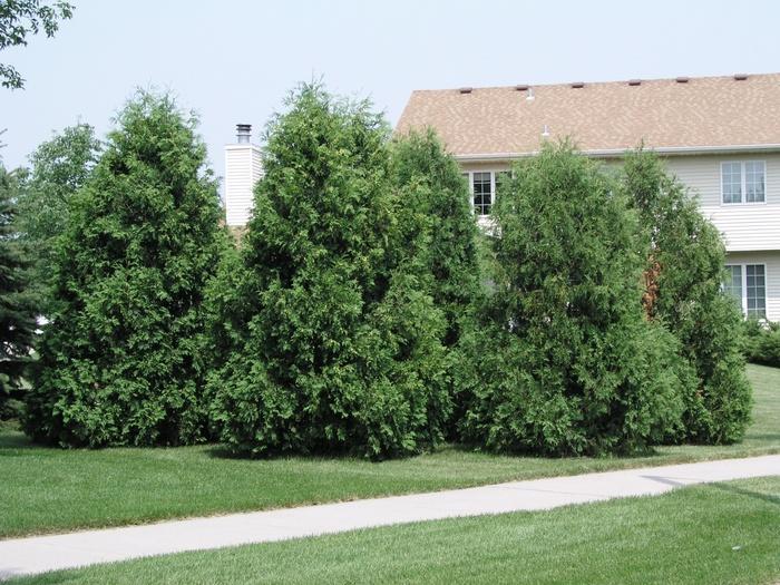 Thuja Occidentalis 'techny' - View 12 from www redcrocus com
