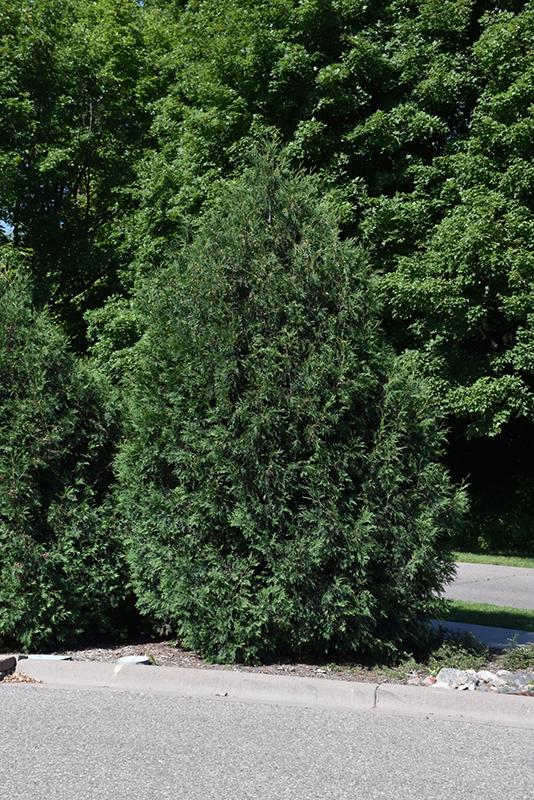 Thuja Occidentalis 'techny' - View 14 from www redcrocus com