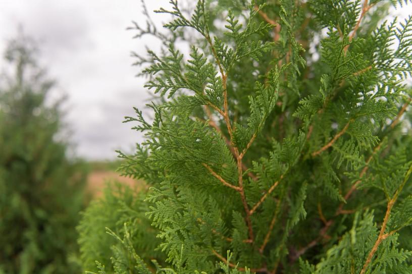 Thuja Occidentalis 'techny' - View 15 from www redcrocus com
