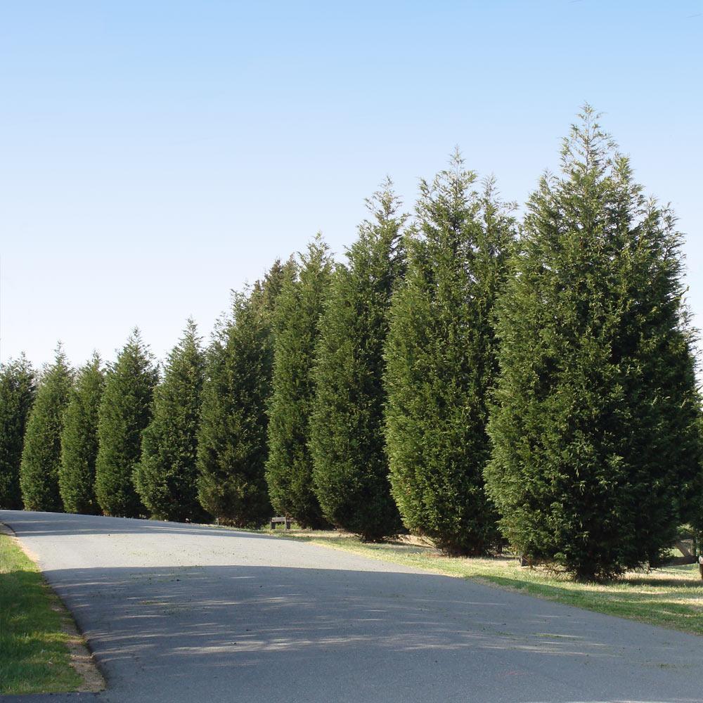 Thuja Occidentalis 'techny' - View 1 from www redcrocus com
