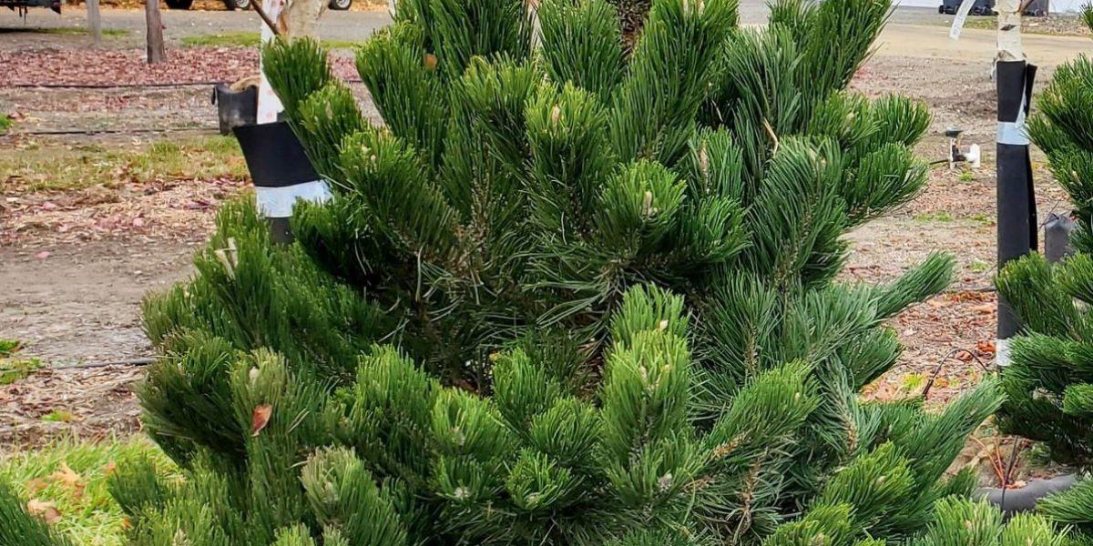 Pinus Nigra 'oregon Green' - View 12 from www redcrocus com