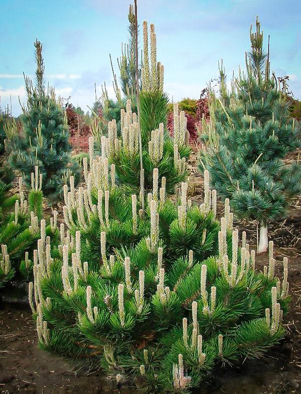 Pinus Nigra 'oregon Green' - View 16 from www redcrocus com