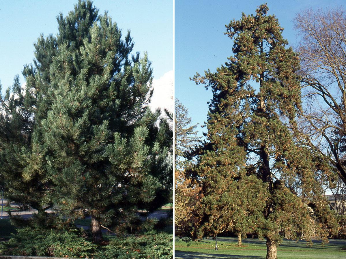 Pinus Nigra 'oregon Green' - View 18 from www redcrocus com