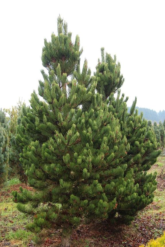 Pinus Nigra 'oregon Green' - View 2 from www redcrocus com