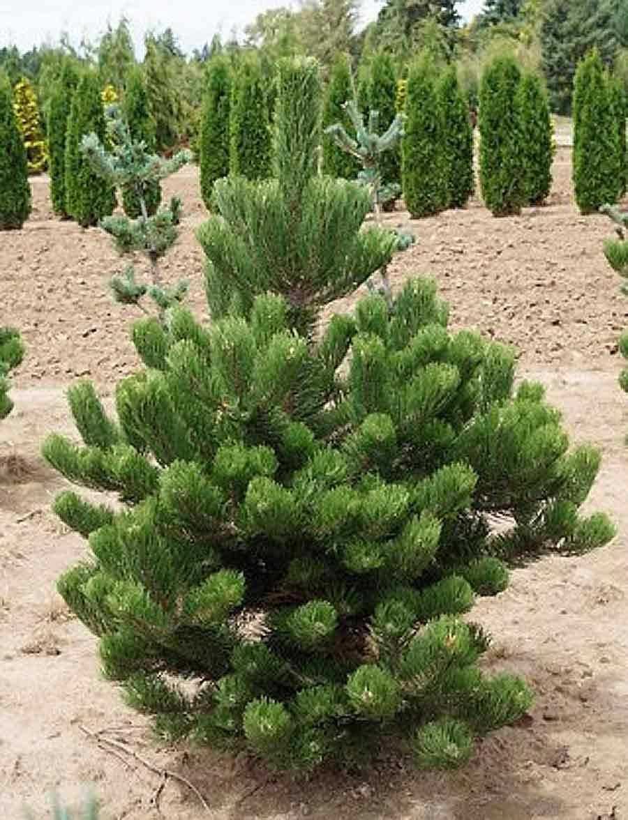 Pinus Nigra 'oregon Green' - View 3 from www redcrocus com