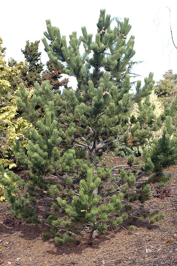 Pinus Nigra 'oregon Green' - View 4 from www redcrocus com