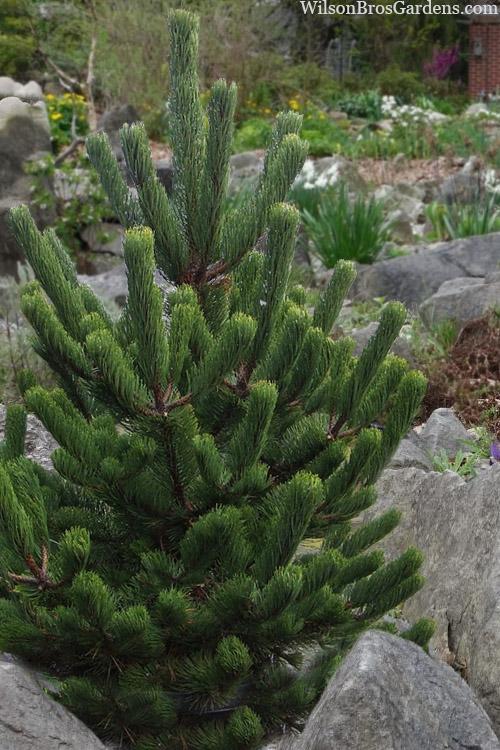 Pinus Nigra 'oregon Green' - View 6 from www redcrocus com