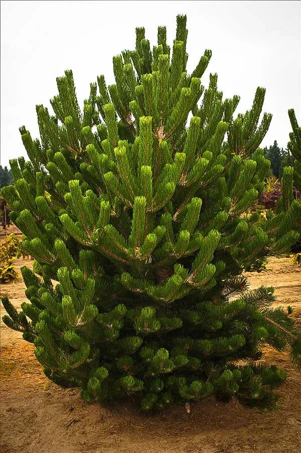 Pinus Nigra 'oregon Green' - View 7 from www redcrocus com