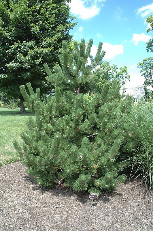 Pinus Nigra 'oregon Green' - View 9 from www redcrocus com