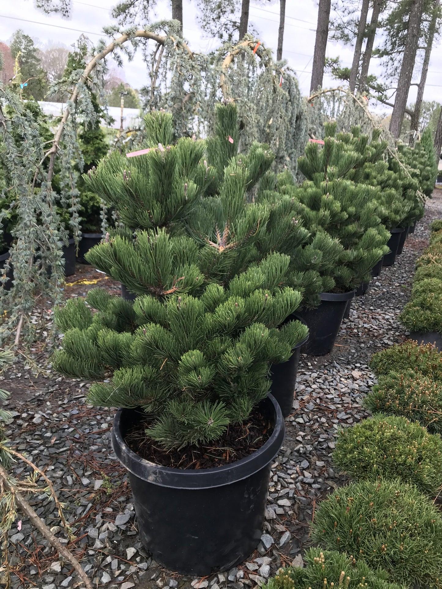 Pinus Nigra Oregon Green - View 14 from www redcrocus com