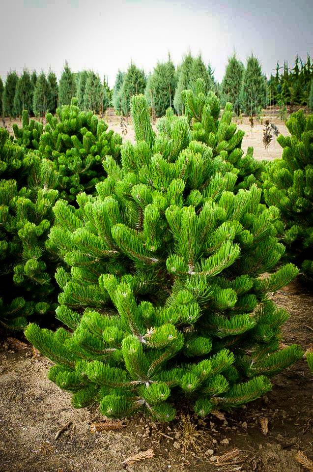 Pinus Nigra Oregon Green - View 19 from www redcrocus com