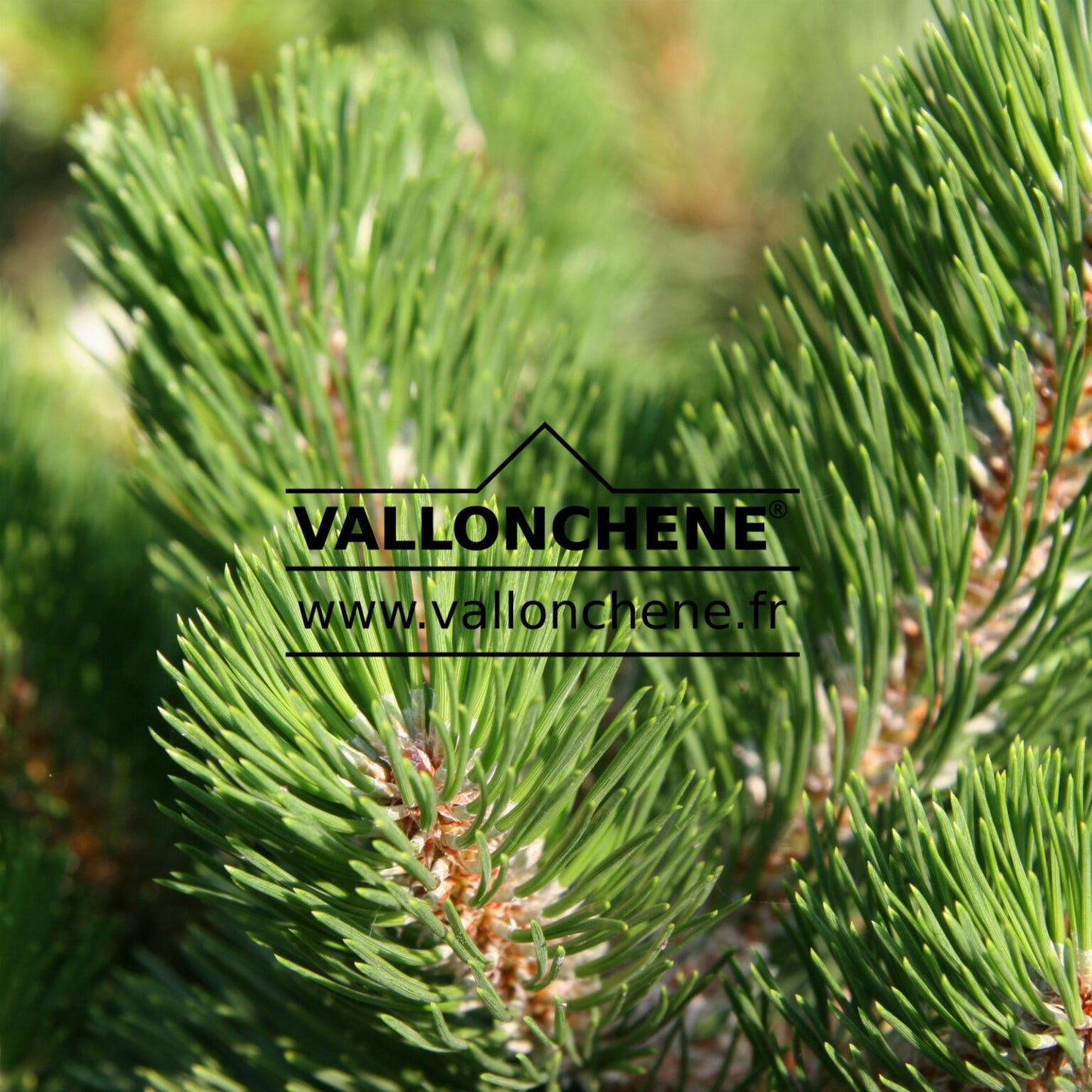 Pinus Nigra Oregon Green - View 6 from www redcrocus com
