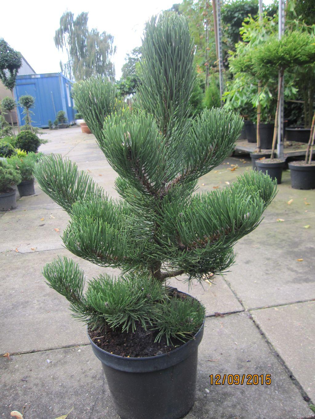 Pinus Nigra Oregon Green - View 8 from www redcrocus com