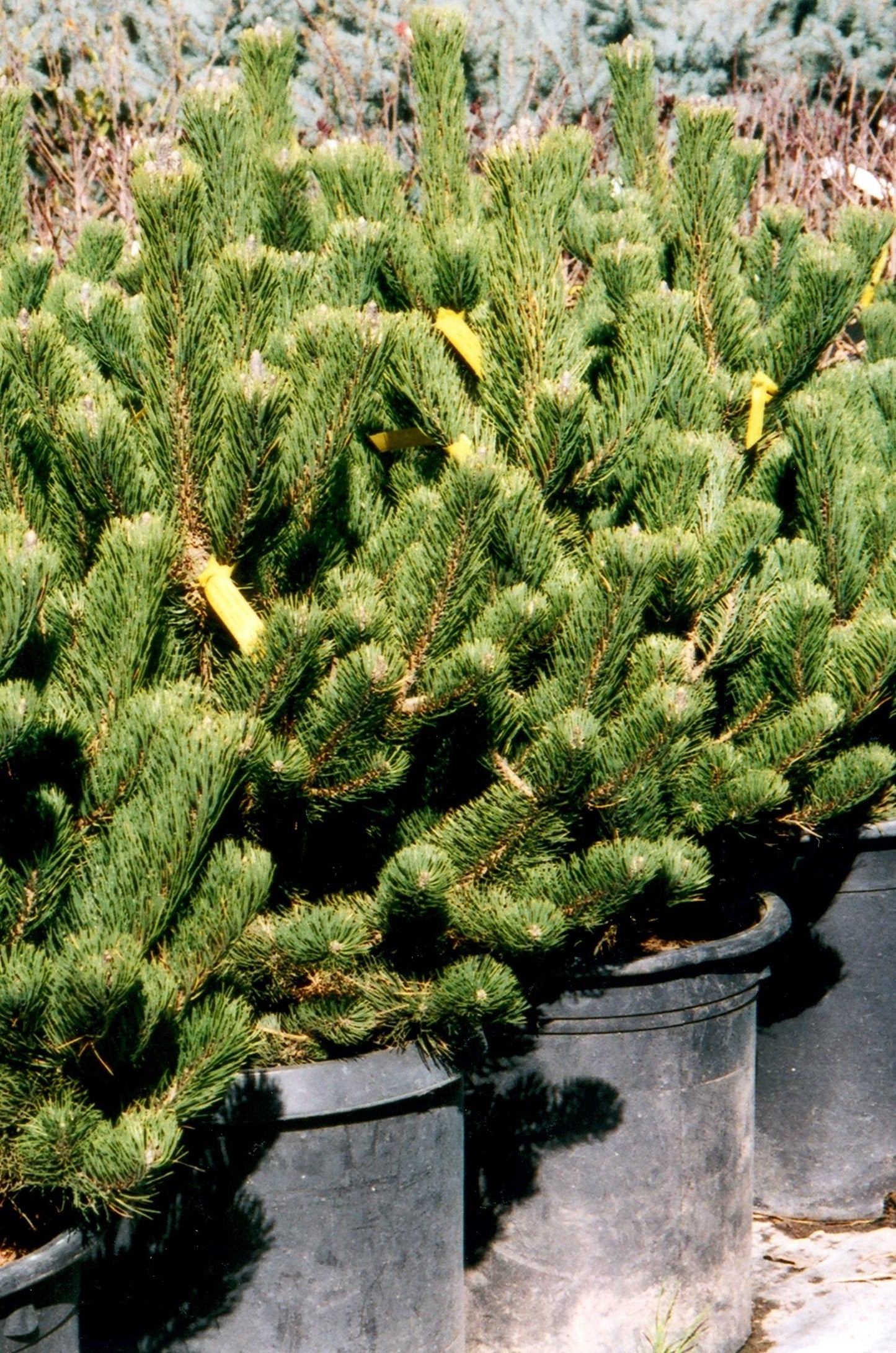 Pinus Nigra Oregon Green - View 10 from www redcrocus com