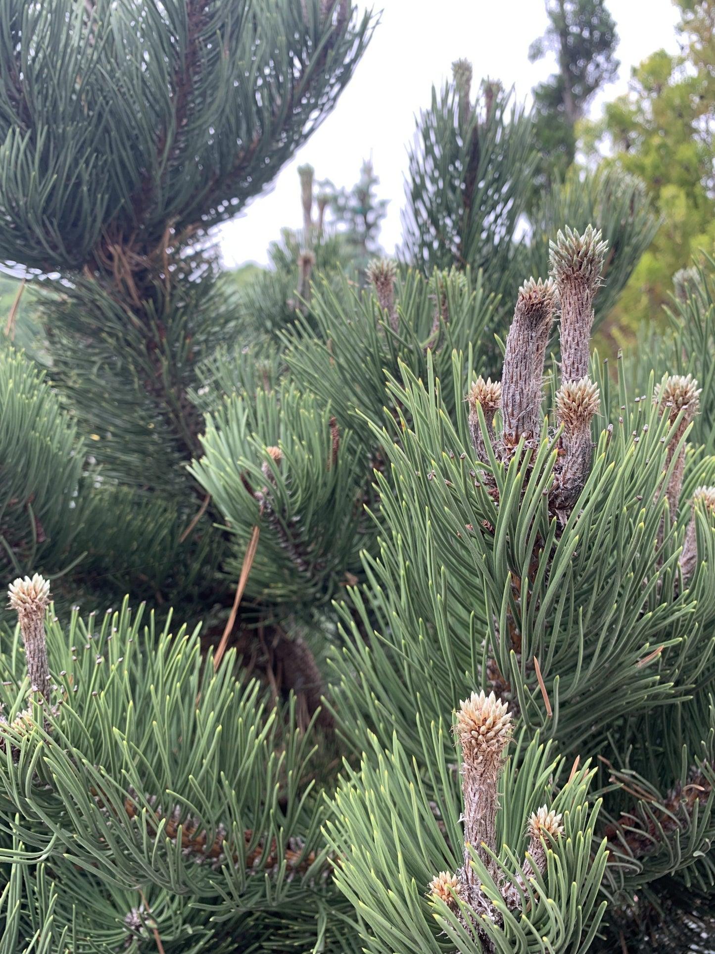 Pinus Nigra Oregon Green - View 16 from www redcrocus com