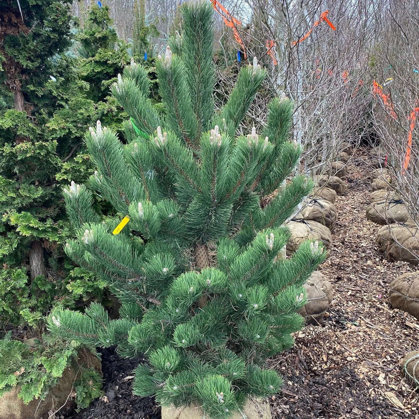 Pinus Nigra Oregon Green - View 17 from www redcrocus com