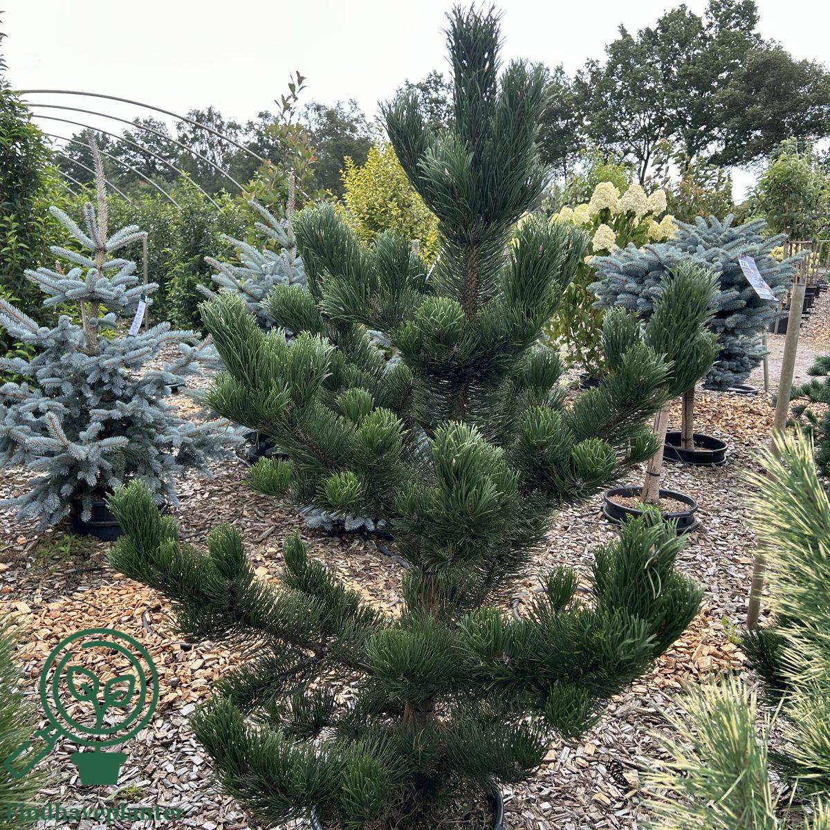 Pinus Nigra Oregon Green - View 18 from www redcrocus com