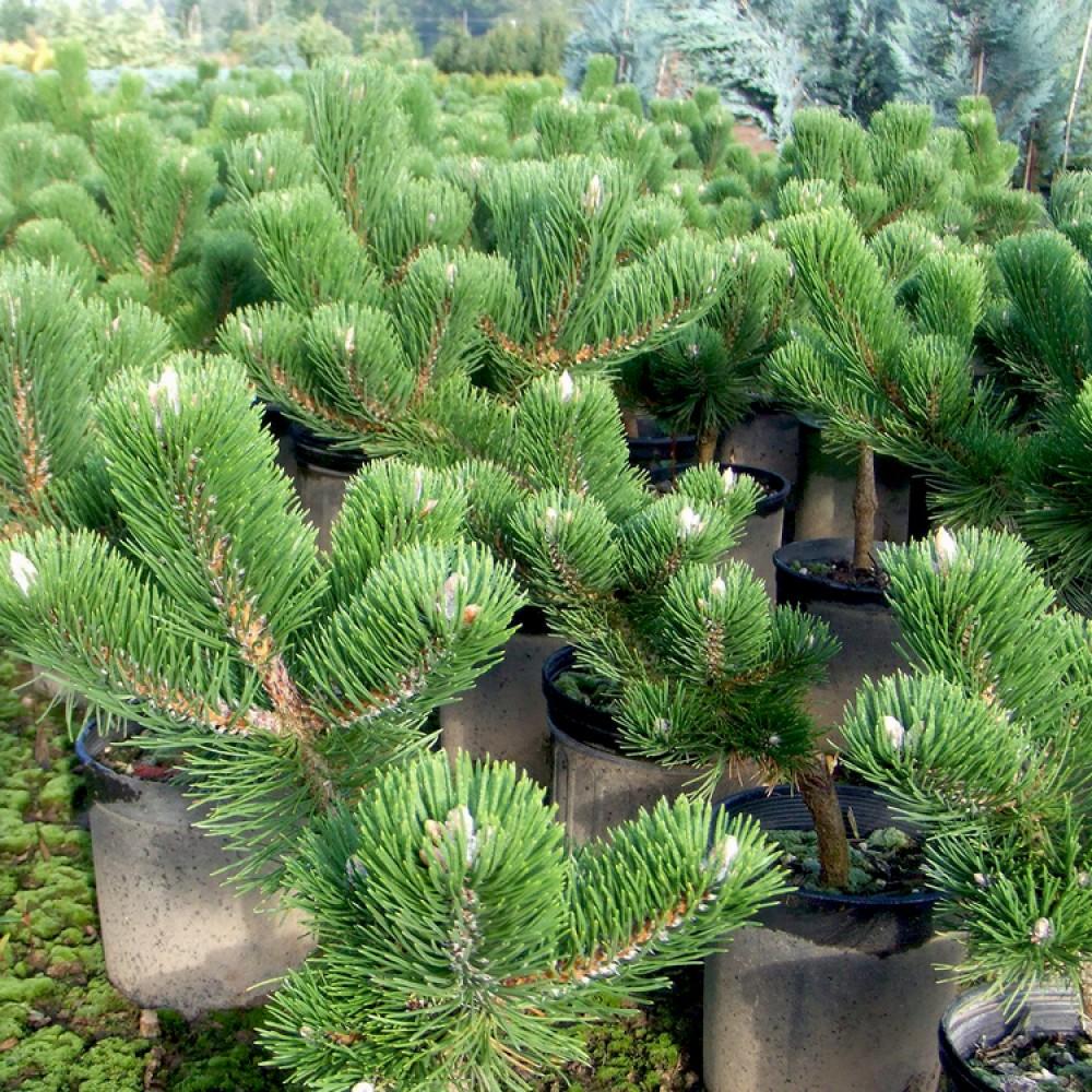 Pinus Nigra Oregon Green - View 19 from www redcrocus com